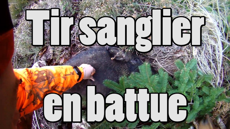 tir sanglier battue